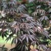 Japanse Esdoorn (Acer Palmatum 'Trompenburg') -Planten Verkoopwinkel acptromp 5