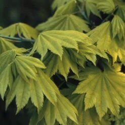 Japanse Esdoorn (Acer Shirasawanum 'Aureum') -Planten Verkoopwinkel acsaureu 8