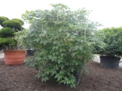 Herfstpaardenkastanje (Aesculus Parviflora) -Planten Verkoopwinkel aesculus parviflora 250 300 c1000