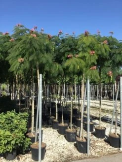 Perzische Slaapboom Op Stam (Albizia Julibrissin 'Ombrella' ) -Planten Verkoopwinkel albizia jul. ombrella 10 12