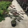 Albizia Als Struik (Albizia Julibrissin ‘Evey’s Pride’) 2 Albizia Als Struik (Albizia Julibrissin ‘Evey’s Pride’) -Planten Verkoopwinkel albizia julibr. evey s pride c20 1