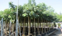 Perzische Slaapboom Op Stam (Albizia Julibrissin 'Ombrella' ) -Planten Verkoopwinkel albizia julibrissin ombrella 10 12