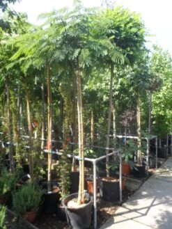 Perzische Slaapboom Op Stam (Albizia Julibrissin 'Ombrella' ) -Planten Verkoopwinkel albizia julibrissin ombrella 10 12ho cont