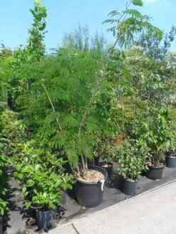 Perzische Slaapboom Op Stam (Albizia Julibrissin 'Ombrella' ) -Planten Verkoopwinkel albizia julibrissin ombrella 150 200 250 c50 70