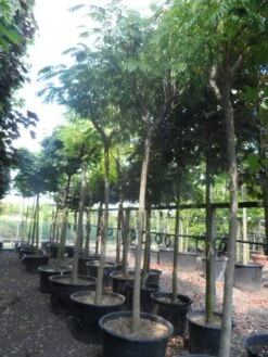 Perzische Slaapboom Op Stam (Albizia Julibrissin 'Ombrella' ) -Planten Verkoopwinkel albizia julibrissin ombrella 20 25ho c285