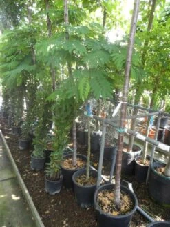 Perzische Slaapboom Op Stam (Albizia Julibrissin 'Ombrella' ) -Planten Verkoopwinkel albizia julibrissin ombrella halfstam c20 25