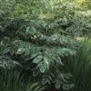 Duivelswandelstok (Aralia Elata 'Silver Umbrella') -Planten Verkoopwinkel aresumbr 3