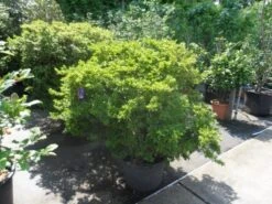 Japanse Azalea (Rhododendron 'Madame Van Hecke') -Planten Verkoopwinkel azalea japonica 125 150 c70