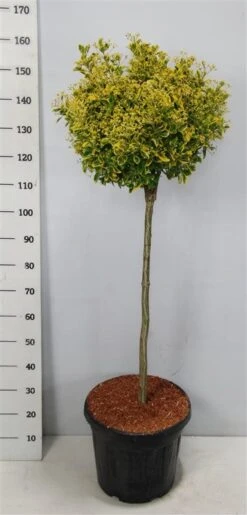 Kardinaalshoed Op Stam (Euonymus Japonicus 'Aureus') -Planten Verkoopwinkel bc88a2ba3e99a73a1f95554f396bcc6d 1