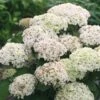 Hortensia (Hydrangea 'BellaRagazza Blanchetta') -Planten Verkoopwinkel blanchettadwergannabelle