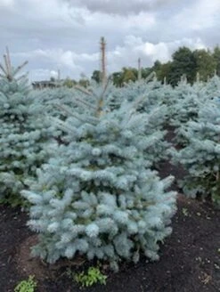 Blauwspar (Picea Pungens 'Blue Diamond') 5 Blauwspar (Picea Pungens 'Blue Diamond') -Planten Verkoopwinkel blauwspar picea pungens blue diamond
