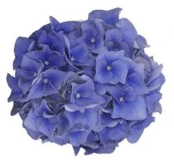 Hortensia Blue Ballad (Hydrangea 'Music Collection') -Planten Verkoopwinkel blue ballad