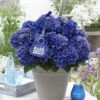 Hortensia Blue Boogiewoogie (Hydrangea 'Music Collection') -Planten Verkoopwinkel blue boogiewoogie 2 3