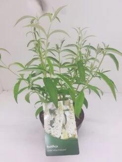 Vlinderstruik (Buddleja Davidii 'White Profusion') 13 Vlinderstruik (Buddleja Davidii 'White Profusion') -Planten Verkoopwinkel budd white profusion