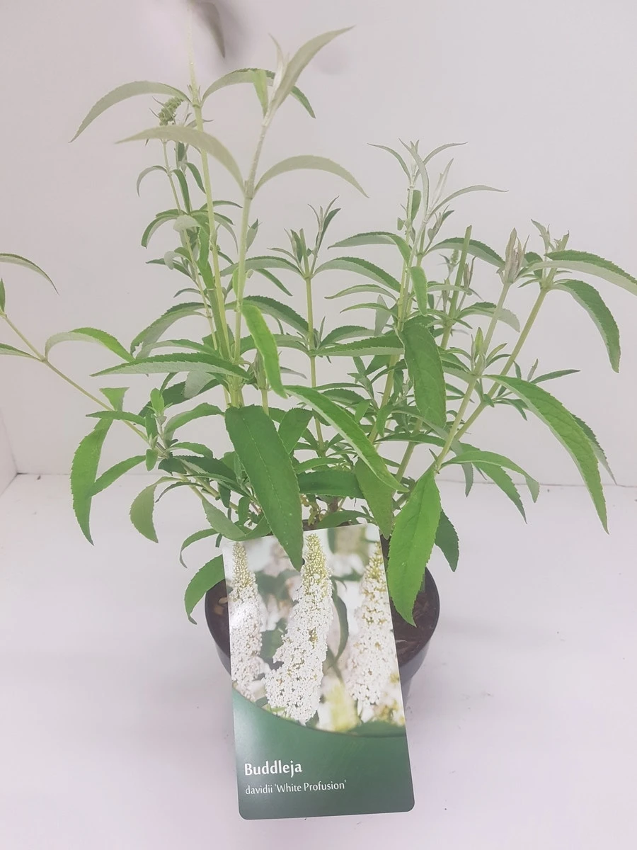 Vlinderstruik (Buddleja Davidii 'White Profusion') 6 Vlinderstruik (Buddleja Davidii 'White Profusion') - Afbeelding 4