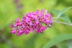 Vlinderstruik (Buddleja 'Miss Ruby') -Planten Verkoopwinkel buddleja miss ruby 2