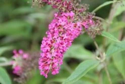 Vlinderstruik (Buddleja 'Miss Ruby') -Planten Verkoopwinkel buddleja miss ruby 6