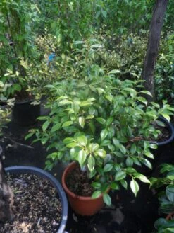 Camelia (Camellia, Rood) -Planten Verkoopwinkel camellia japonica 60 80 c20 25