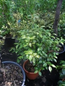 Camelia (Camellia, Rose) -Planten Verkoopwinkel camellia japonica 60 80 c20 25 1 2