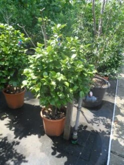 Camelia (Camellia, Rose) -Planten Verkoopwinkel camellia japonica 80 100