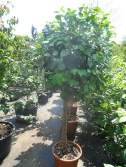 Camelia Op Stam (Camellia Japonica) -Planten Verkoopwinkel camellia japonica halfstam c35 50