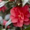 Camelia (Camellia Reticulata 'Mary Williams') -Planten Verkoopwinkel camellia reticulata mary williams