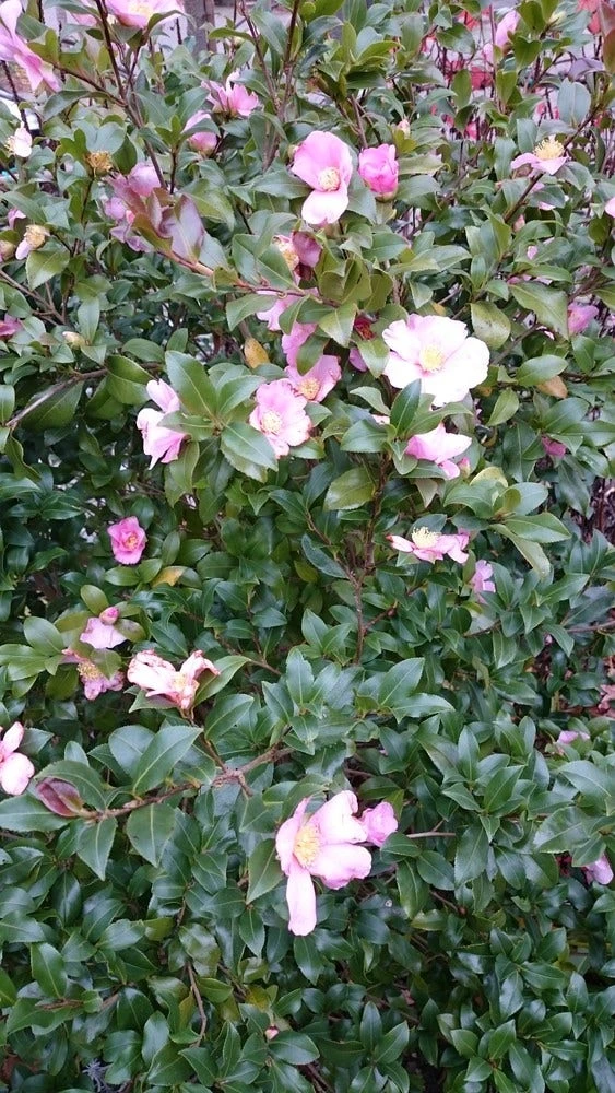 Camelia Als Boom (Camellia Sasanqua) 5 Camelia Als Boom (Camellia Sasanqua) - Afbeelding 3