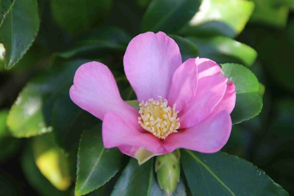 Camelia (Camellia Sasanqua) 13 Camelia (Camellia Sasanqua) - Afbeelding 11