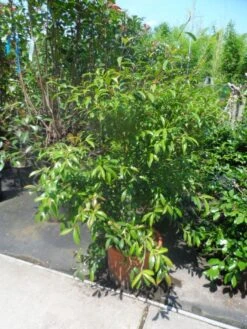 Camelia (Camellia Sasanqua) 18 Camelia (Camellia Sasanqua) -Planten Verkoopwinkel camellia sasanqua 60 80 100 c25