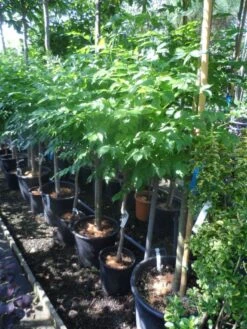 Trompetbloem, Halfstam (Campsis Tagliabuana 'Mme Galen') -Planten Verkoopwinkel campsis tagliabuana indian summer 60 80stam c20