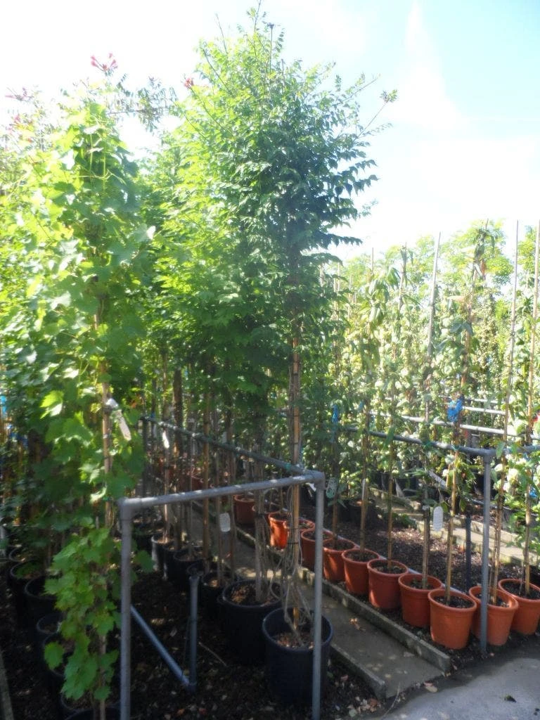 Trompetbloem, Halfstam (Campsis Tagliabuana 'Mme Galen') - Afbeelding 3