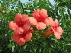 Trompetbloem, Halfstam (Campsis Tagliabuana 'Mme Galen') -Planten Verkoopwinkel campsis tagliabuana mme galen 2 1