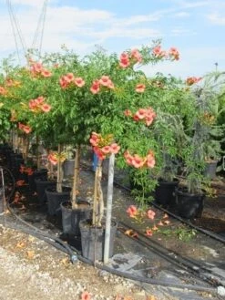 Trompetbloem, Halfstam (Campsis Tagliabuana 'Mme Galen') -Planten Verkoopwinkel campsis tagliabuana mme galen halfstam