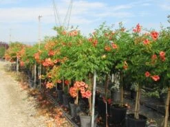 Trompetbloem, Halfstam (Campsis Tagliabuana 'Mme Galen') -Planten Verkoopwinkel campsis tagliabuana mme galen halfstam 2