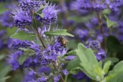 Caryopteris (Caryopteris Clandonensis 'Grand Blue') -Planten Verkoopwinkel caryopteris cland. grand blue 10