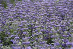 Caryopteris (Caryopteris Clandonensis 'Grand Blue') -Planten Verkoopwinkel caryopteris cland. grand blue 2