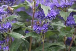 Caryopteris (Caryopteris Clandonensis 'Grand Blue') -Planten Verkoopwinkel caryopteris cland. grand blue 7