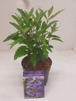 Caryopteris (Caryopteris Clandonensis 'Grand Blue') -Planten Verkoopwinkel caryopteris grand blue 1