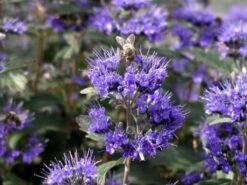 Caryopteris (Caryopteris Clandonensis 'Grand Blue') -Planten Verkoopwinkel caryopteris grand blue bloem 1