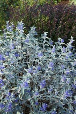 Caryopteris (Caryopteris X Clandonensis 'Sterling Silver') -Planten Verkoopwinkel caryopteris sterling silver 02 middel