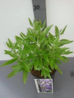 Caryopteris (Caryopteris Clandonensis 'Grand Blue') -Planten Verkoopwinkel caryopters cl. grand blue