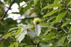 Tamme Kastanje Als Halfstam (Castanea Sativa) -Planten Verkoopwinkel castanea sativa tamme kastanje 9 1