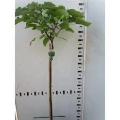 Trompetboom Op Stam (Catalpa Bignonioides 'Nana'), Halfstam -Planten Verkoopwinkel catalpa bignonioides nana 130cm