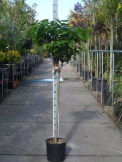 Trompetboom Op Stam (Catalpa Bignonioides 'Nana'), Halfstam -Planten Verkoopwinkel catalpa bignonioides nana halfstam c20