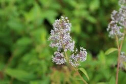 Amerikaanse Sering (Ceanothus 'Gloire De Versailles') -Planten Verkoopwinkel ceanothus delilianus gloire de versailles 2 1