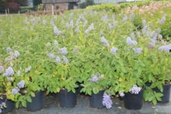 Amerikaanse Sering (Ceanothus 'Gloire De Versailles') -Planten Verkoopwinkel ceanothus delilianus gloire de versailles 3