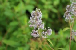 Amerikaanse Sering (Ceanothus 'Gloire De Versailles') -Planten Verkoopwinkel ceanothus delilianus gloire de versailles 3 1