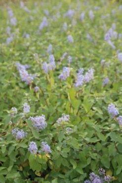 Amerikaanse Sering (Ceanothus 'Gloire De Versailles') -Planten Verkoopwinkel ceanothus delilianus gloire de versailles 4