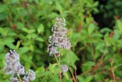 Amerikaanse Sering (Ceanothus 'Gloire De Versailles') -Planten Verkoopwinkel ceanothus delilianus gloire de versailles 5