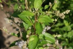 Amerikaanse Sering (Ceanothus 'Gloire De Versailles') -Planten Verkoopwinkel ceanothus gloire de versaille